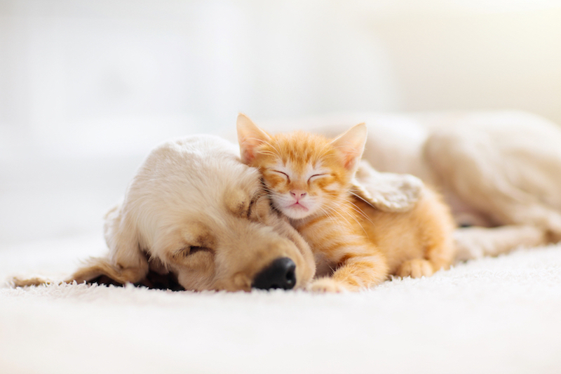 produits-veterinaires-nouvelle-pharmacie-comines